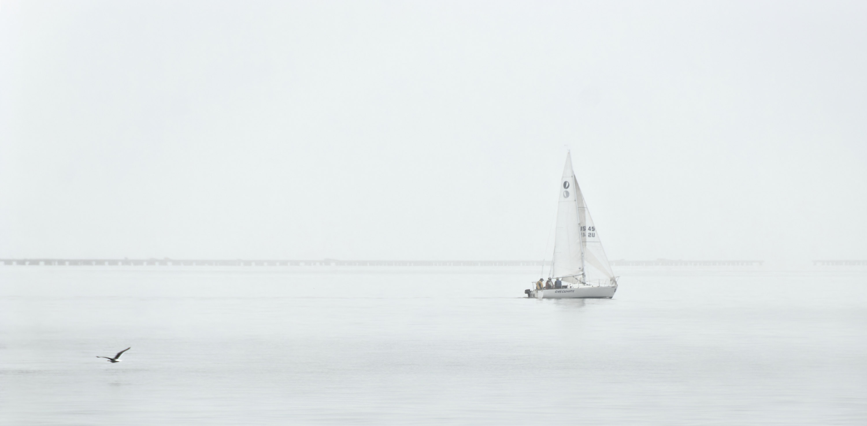 Bird and Sailboat A seagull skims along the water behind a sailboat