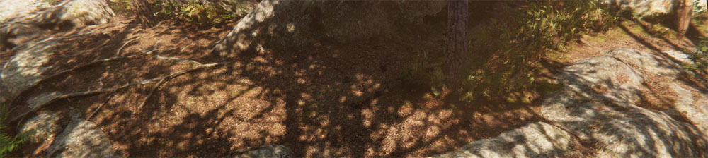 The shadow of a tree cast on a forest floor.