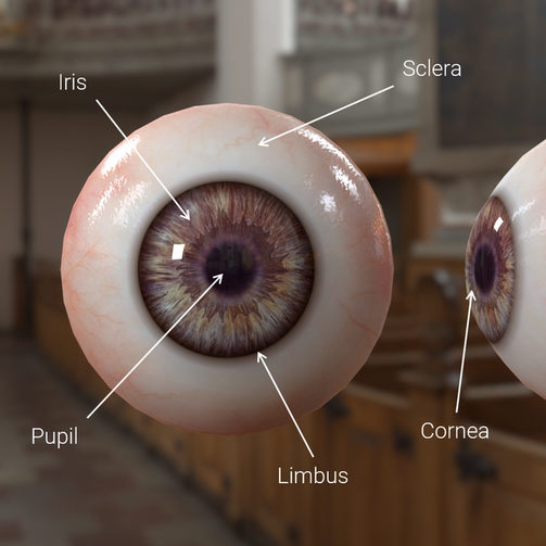 Front and side views of an eye, with the five areas labelled.