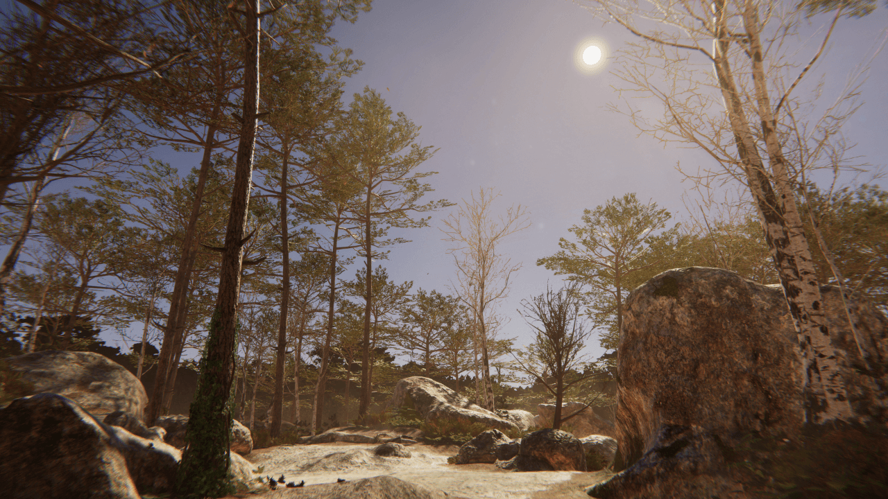 A forest in daytime, with a clear sky and a hazy sun.