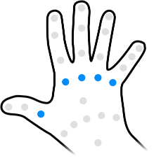 The joints used to measure base curl