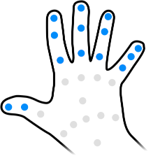 The joints used to measure tip curl