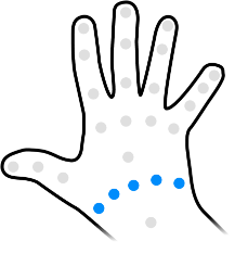 Carpometacarpal joints