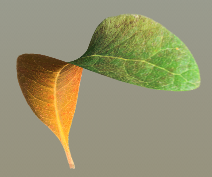 A leaf where the front uses one material and the back uses another.