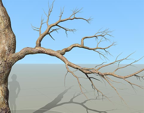 A trunk and branch with many branches that split into other branches demonstrates bifurcation.