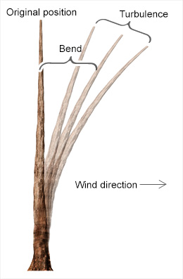 A tree branch in its original position and its positions while bending and turbulence. An arrow indicates that the wind blows the branch to the right.