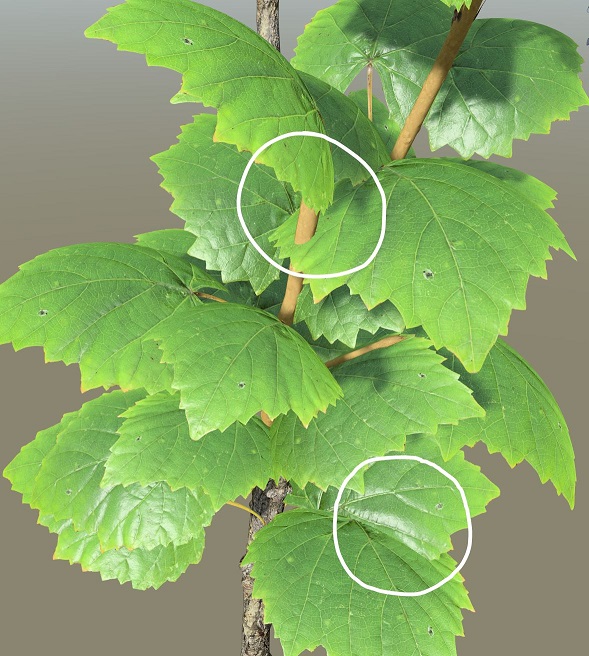 An example of leaf collision on a model. A branch appears to go through a leaf while two leaves intersect unrealistically.