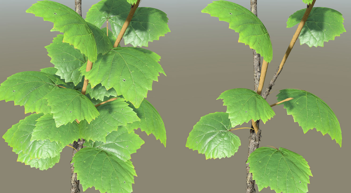 The leaves before removal are densely packed together on the branch and have many unrealistic points of intersection. After removal, there are fewer leaves on the branch and they have no intersections.