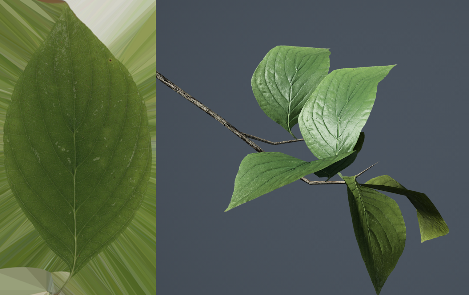 Leaves that illustrate the effects of color and lighting.