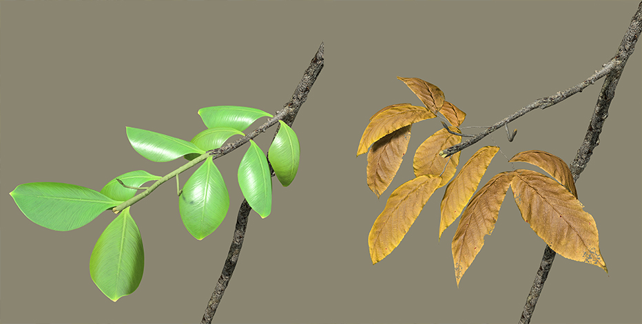 A tree branch with green, glossy leaves (and a higher gloss value). A tree branch with brown, withered leaves (and a lower gloss value).