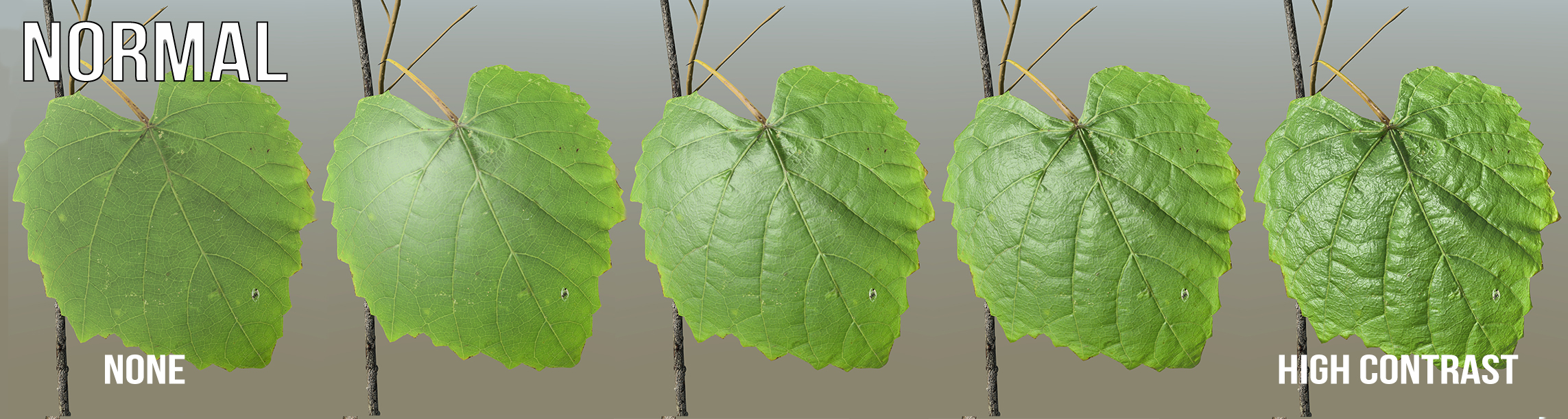 A series of five leaves, illustrating a range from no contrast on the Normal map to high contrast on the Normal map. The low-contrast leaves have less detail and definition than the high-contrast leaves.