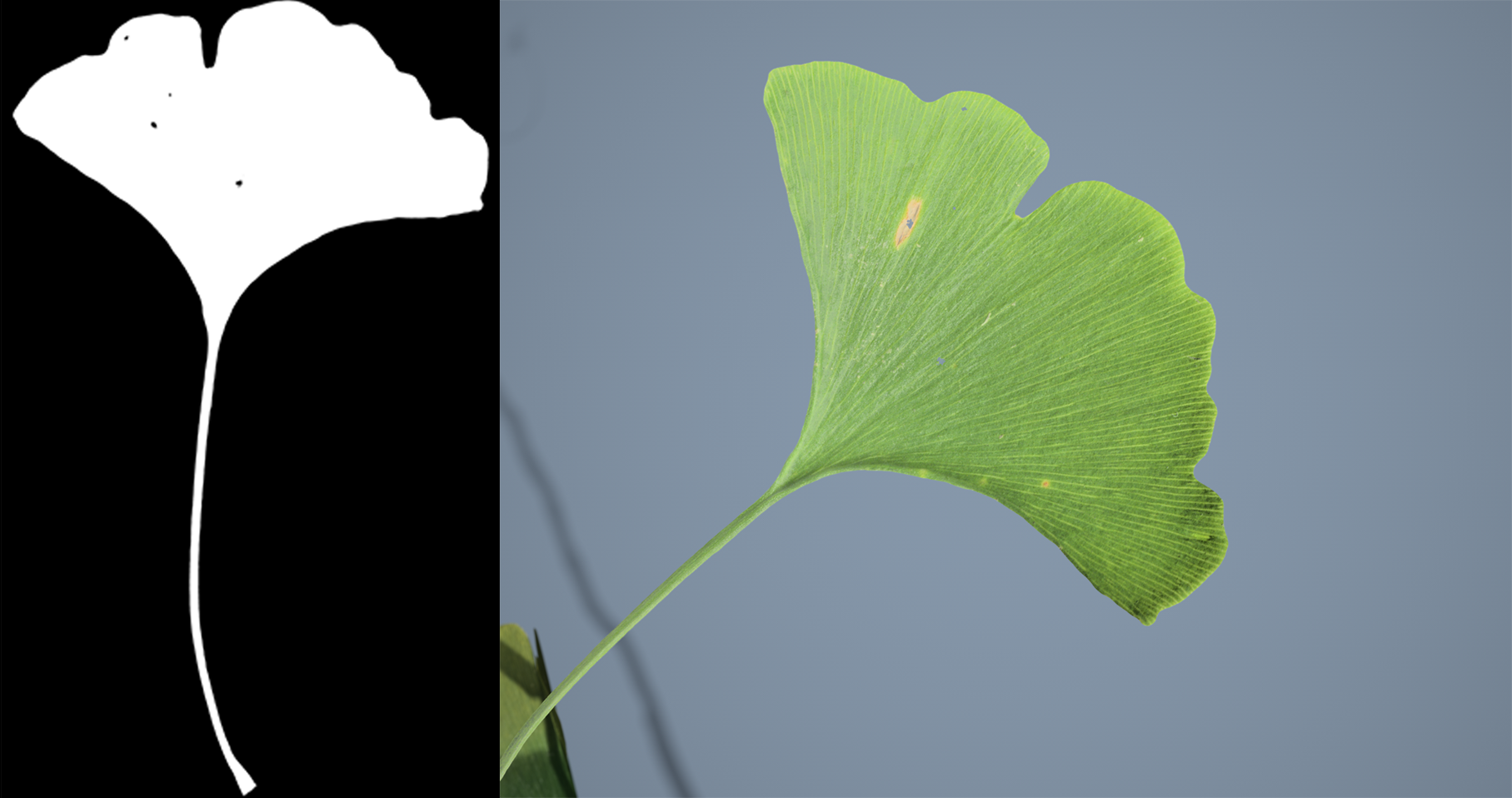 A mask of a leaf in an Opacity map. A regular-color view of the same leaf in the Tree Window.