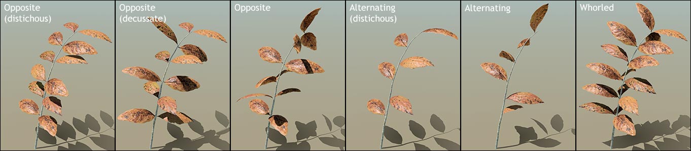 A branch with opposite (distichous) leaf placements. A branch with opposite (decussate) leaf placements. A branch with leaves in opposite placements. A branch with alternating (distichous) leaf placements. A branch with alternating leaf placements. A branch with whorled leaf placements.