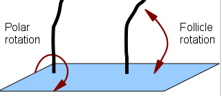 Hair strands with arrows demonstrating polar rotation and follicle rotation.